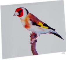 Captura de pantalla 2021-05-09 a las 8.46.03