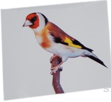 Captura de pantalla 2021-05-09 a las 8.46.03