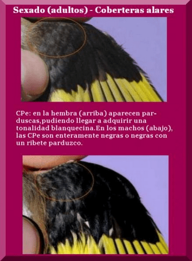 captura-de-pantalla-de-2016-10-01-131525