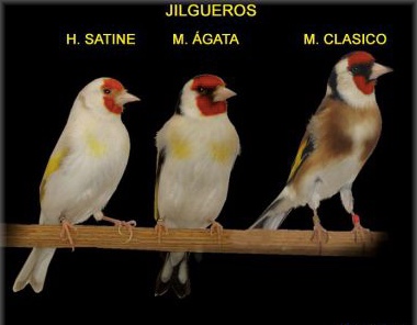tipos de jilgueros