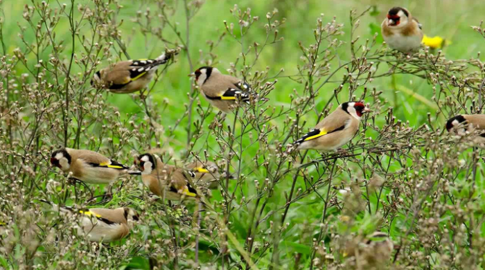 Captura de pantalla de 2016-08-29 17:45:19