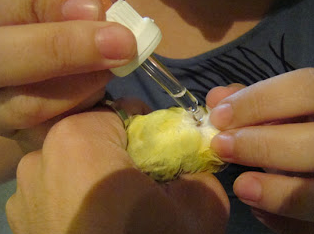 captura-de-pantalla-de-2016-10-21-060616