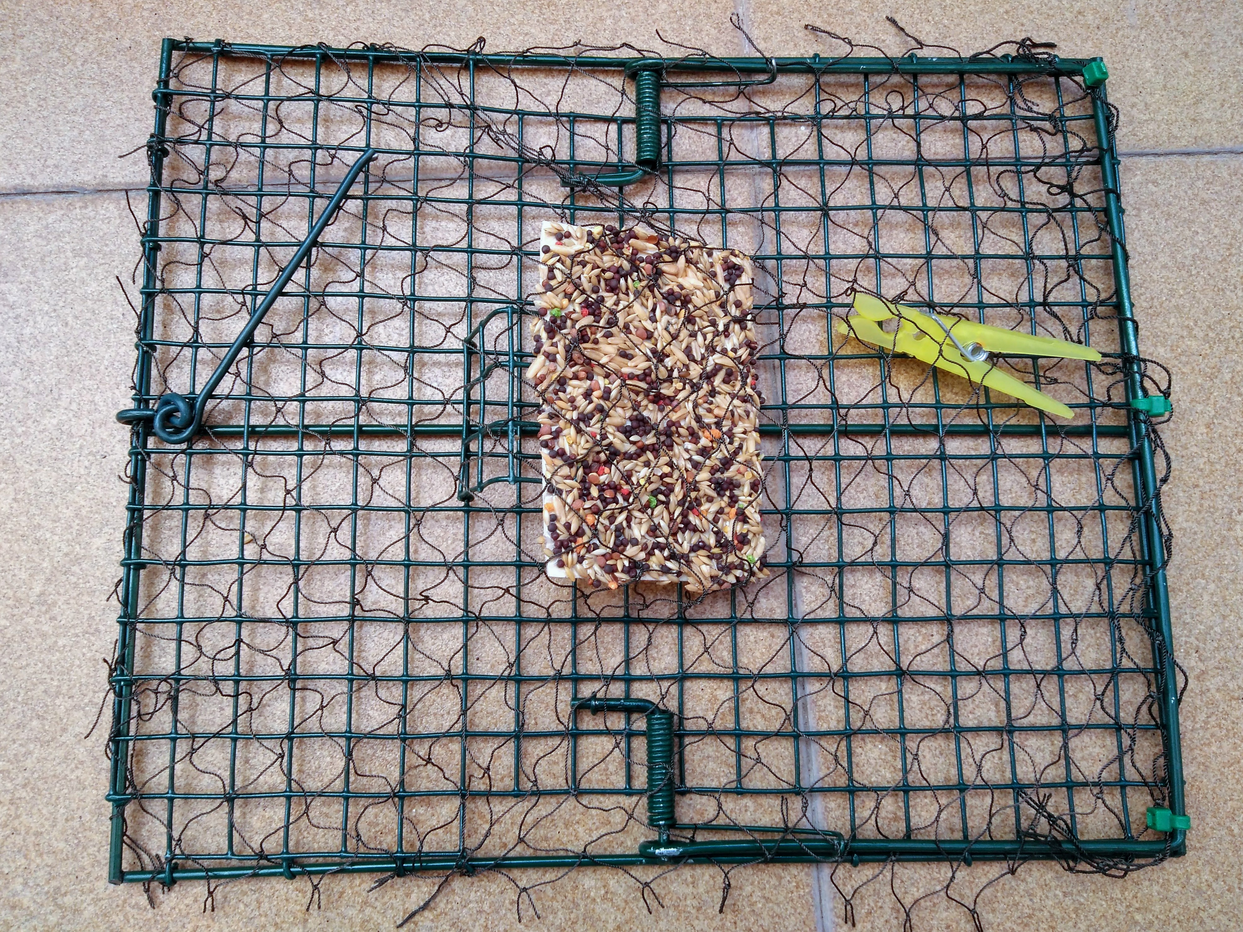 PISADA PAJARITO CERRADO